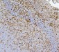 Anti-CD43/SPN Antibody Picoband™ (monoclonal, 4I3)